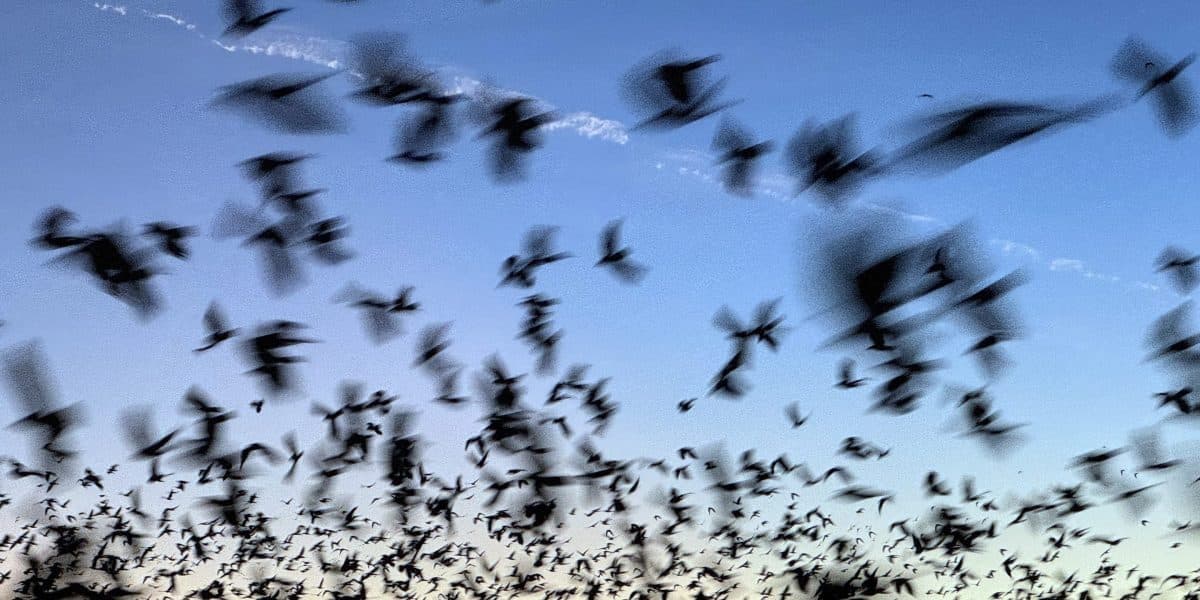 Bat Disease Threatens Ag Economy, Strains Rural Tax Bases