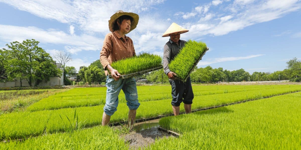Rice Production's Climate Cost Rivals Millions of Vehicles