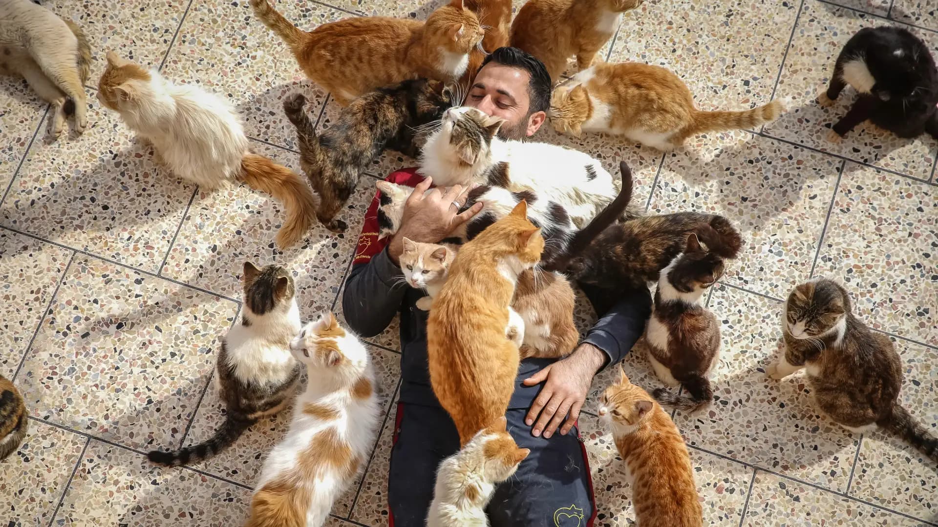 Cat-Human Health Connection: One Warning, One Promise for Treatment