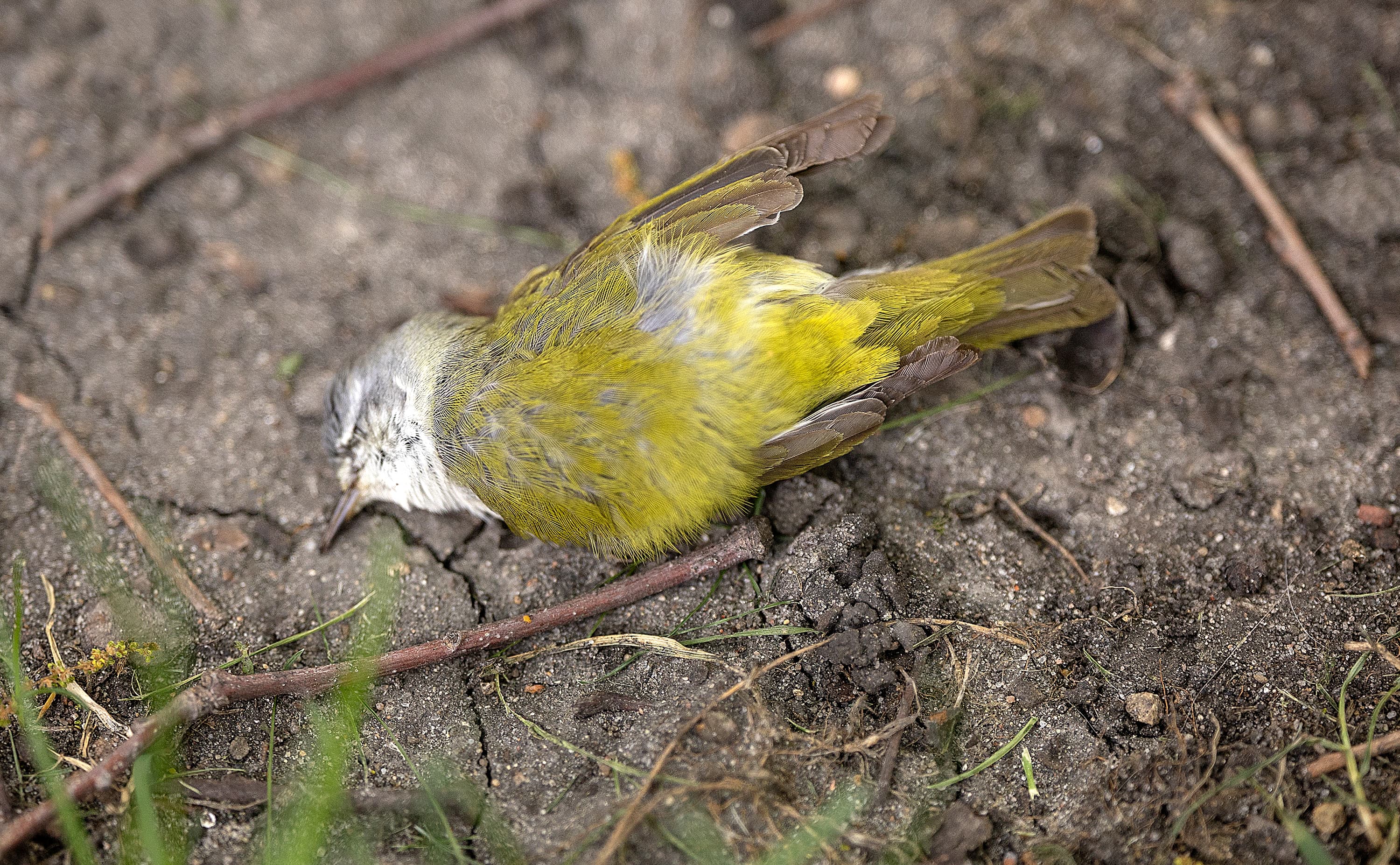 Bird Strike Data Collection: A Business Case for Scientific Support
