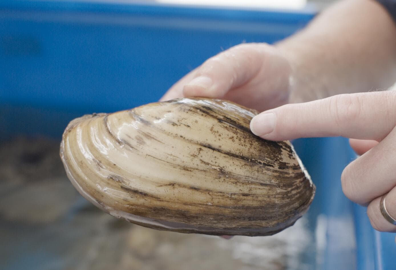Freshwater Mussel Decline Signals Ecosystem Health Crisis in Tennessee Waters