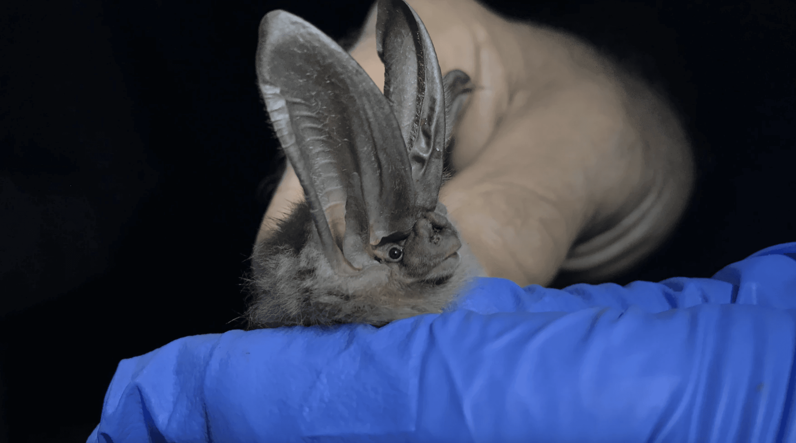 Bat Population Decline Threatens Georgia Agriculture's Pest Control