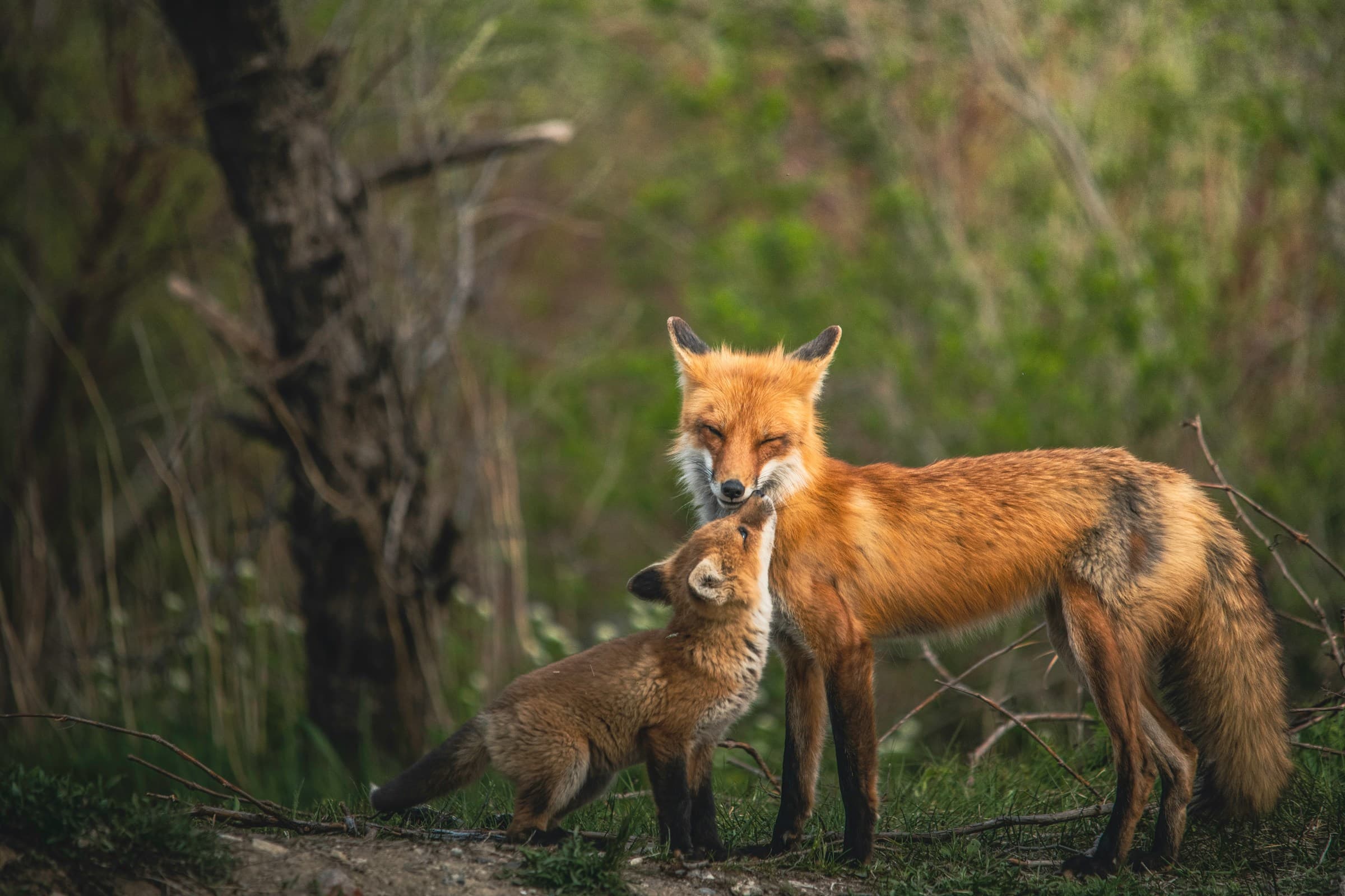Tennessee's Wildlife: Natural Diversity Extends Beyond Species
