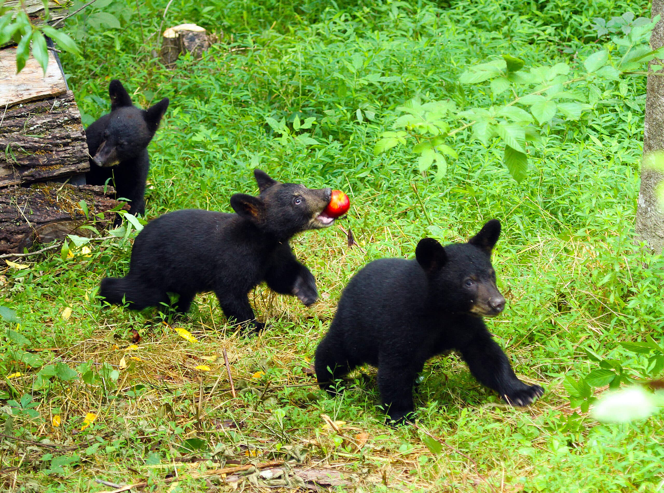 Appalachian Bear Rescue Reopens After Disease Outbreak