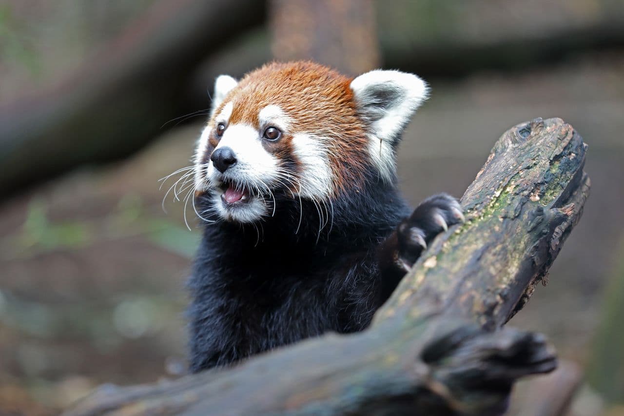 Nashville Invokes Eminent Domain to Protect Zoo from Data Center