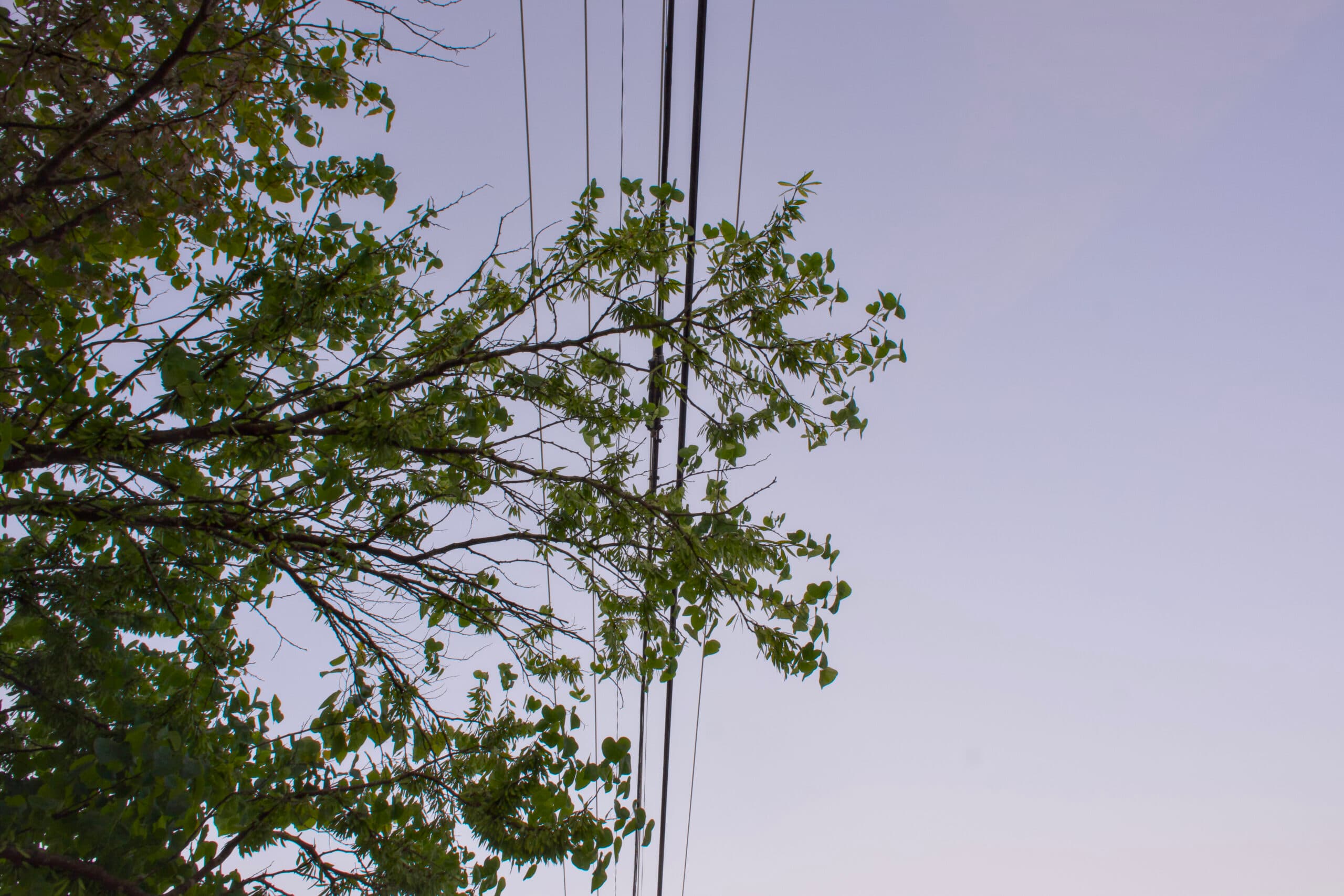 Metro Council Seeks Pause on NES Tree Trimming Policy