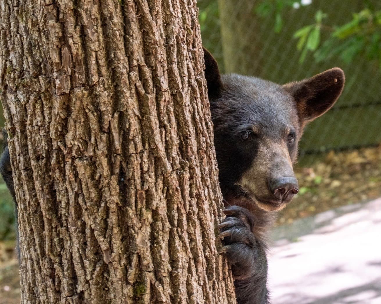 Climate Change Driving Bear Encounters Across Tennessee