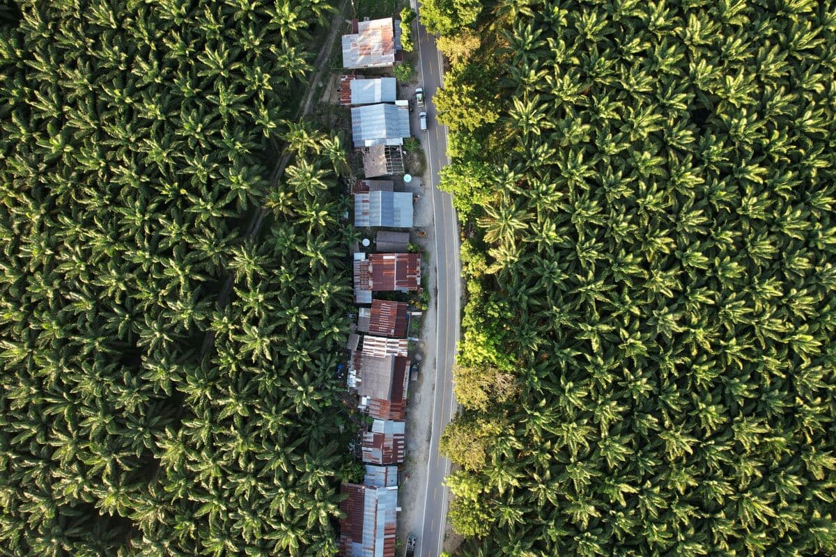 Indonesia's Export Controls on Palm, Coal Could Reshape Global Commodity Markets