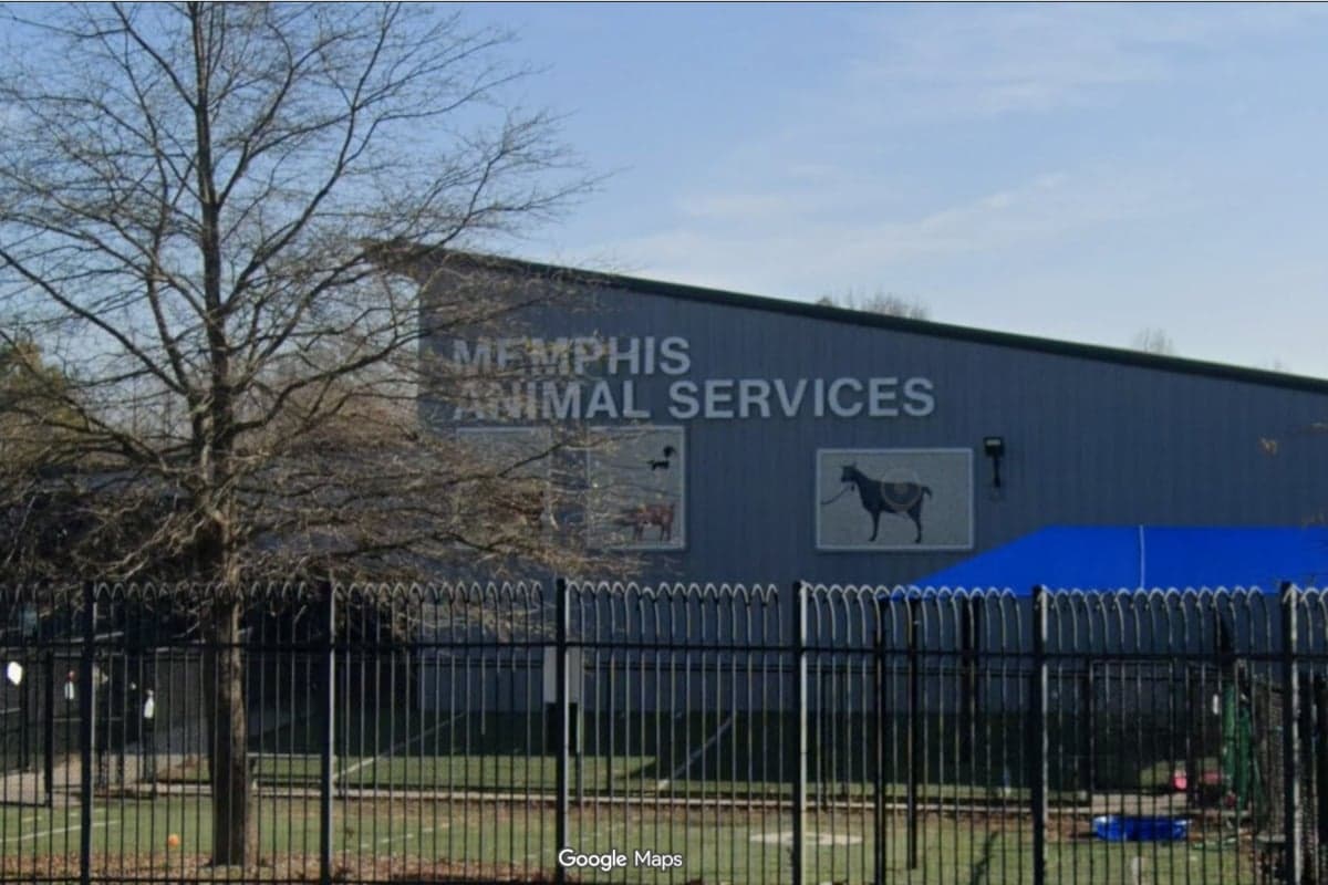 Animal Services Outbreak Highlights Pet Health Risks for Regional Businesses