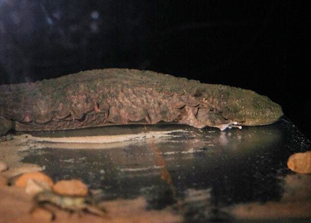 Appalachian Research Initiative Aims to Restore Endangered Hellbender Populations