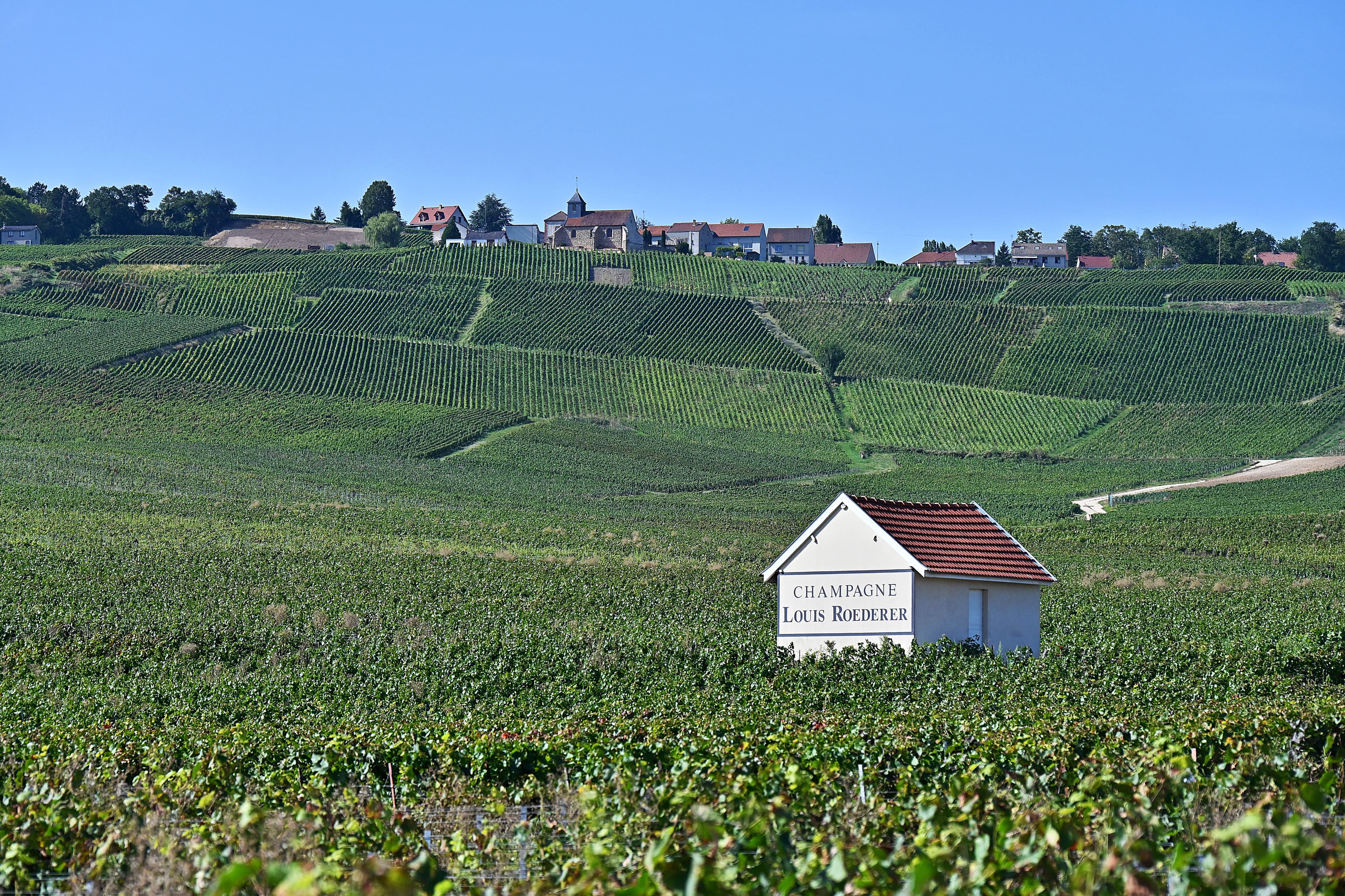 Heat-Driven Early Harvest Tests Champagne's Flavor Profile