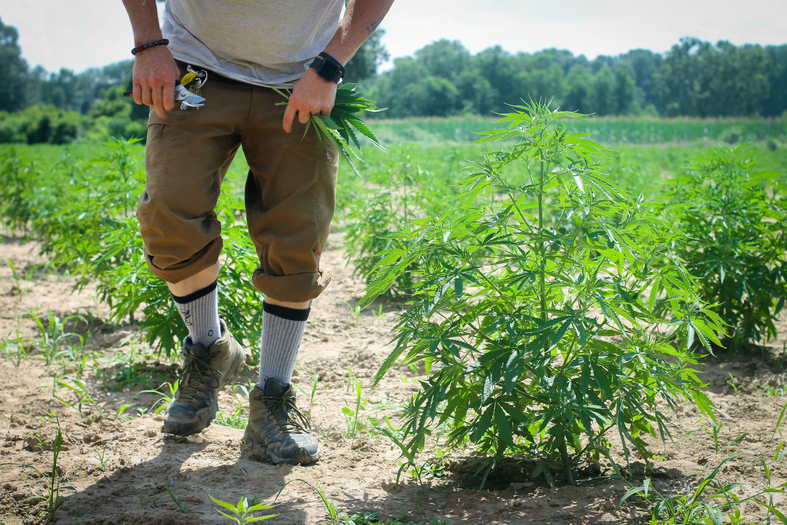 Tennessee Faces $54M Hemp Tax Revenue Shortfall After THC Ban