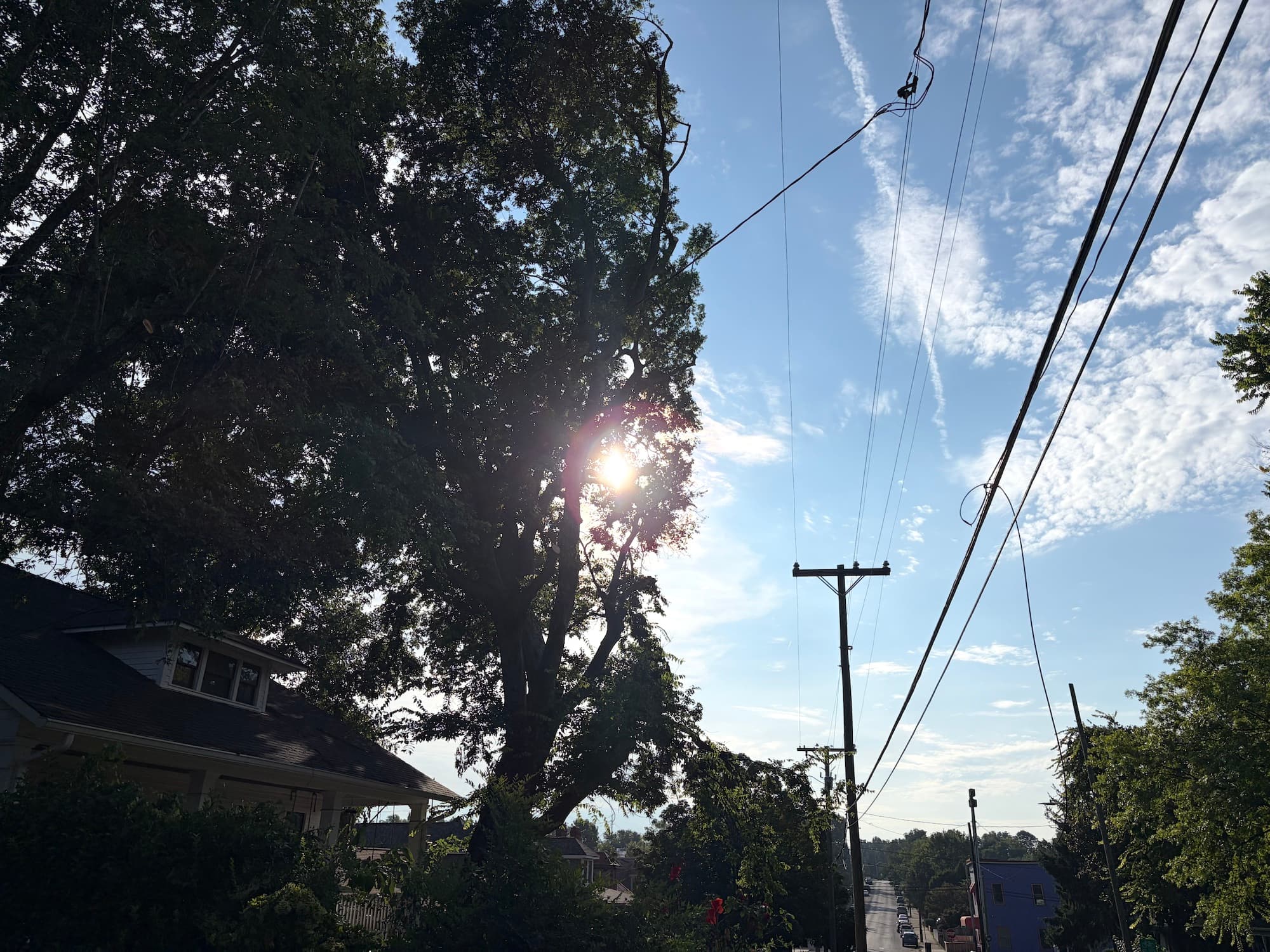 Replanting Nashville's Urban Forest After Winter Storm Fern