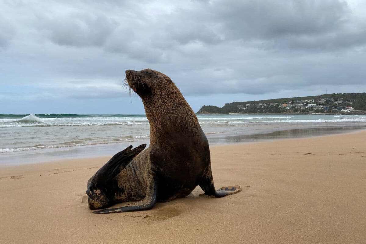 Australia Documents First H5 Bird Flu Case in Marine Mammal