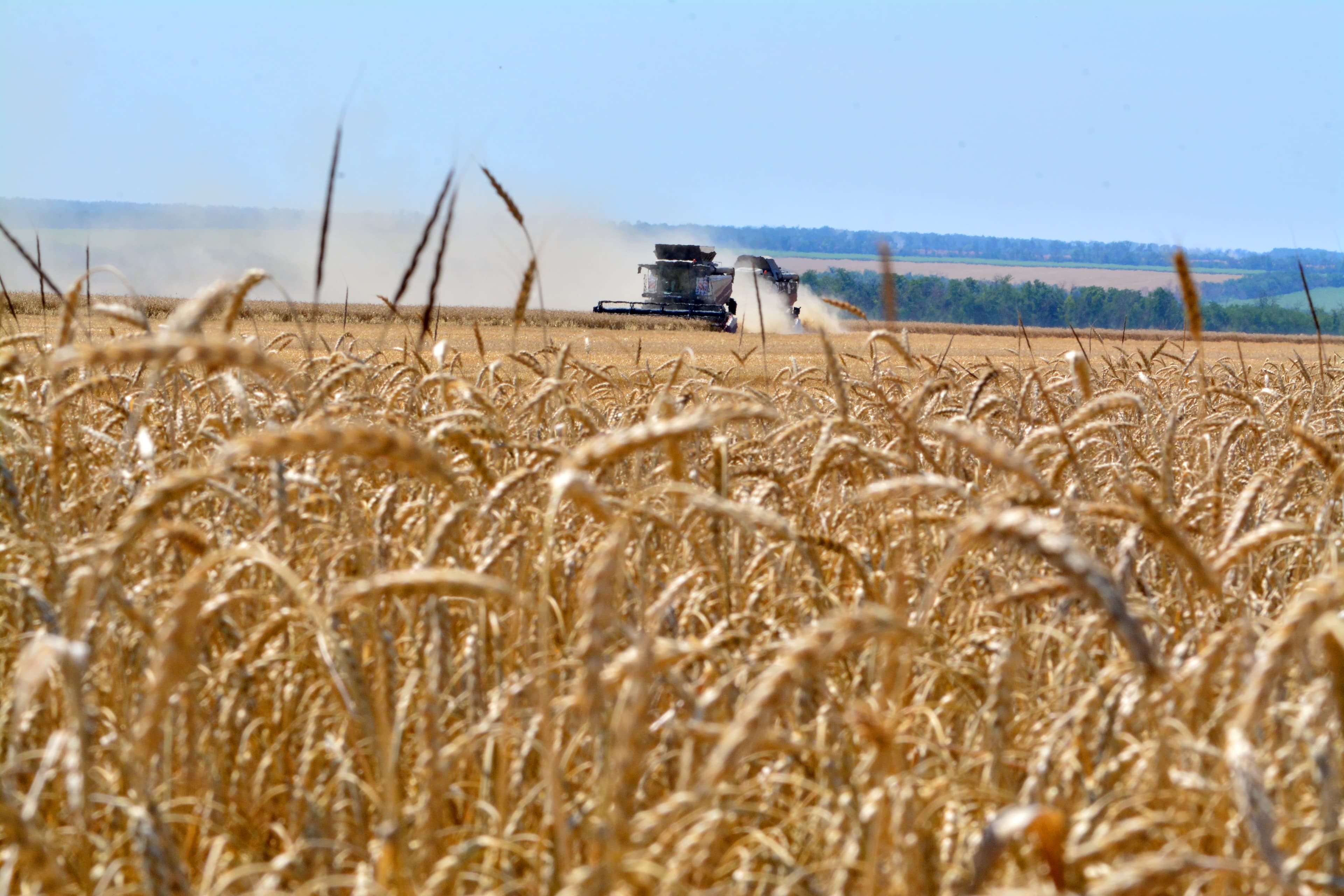Grain Futures Rally to Three-Year Highs on Divergent Market Drivers